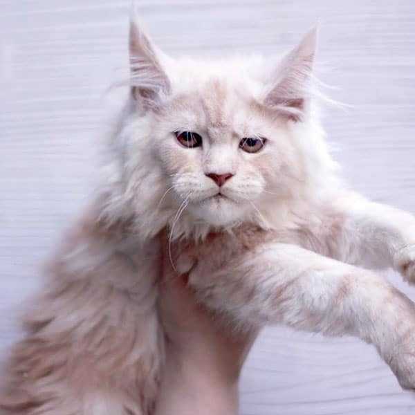 Looking for Maine Coon kittens near me? Find available Maine Coon cats for sale at Empire Maine Coons.