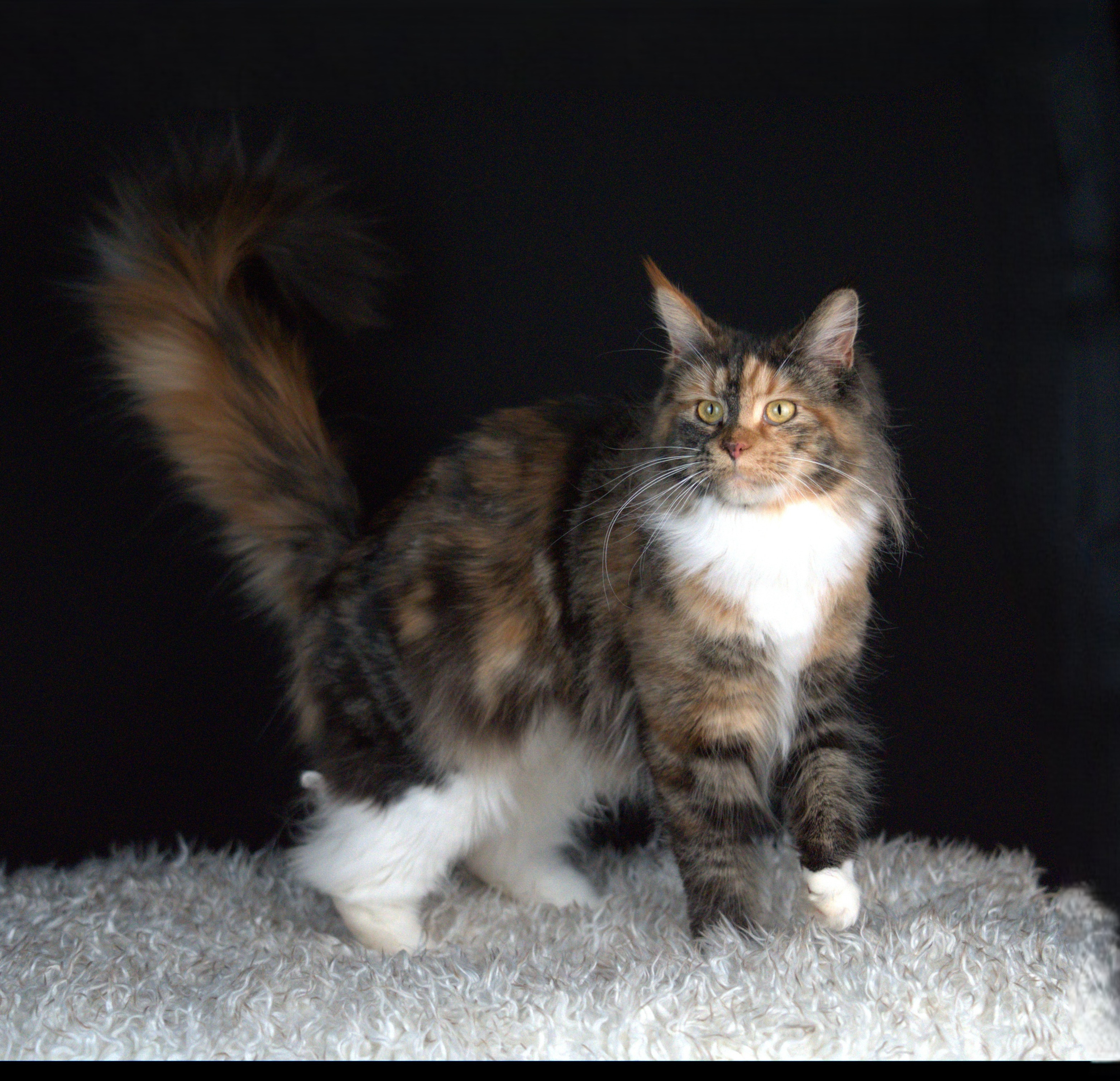 maine coon for sale