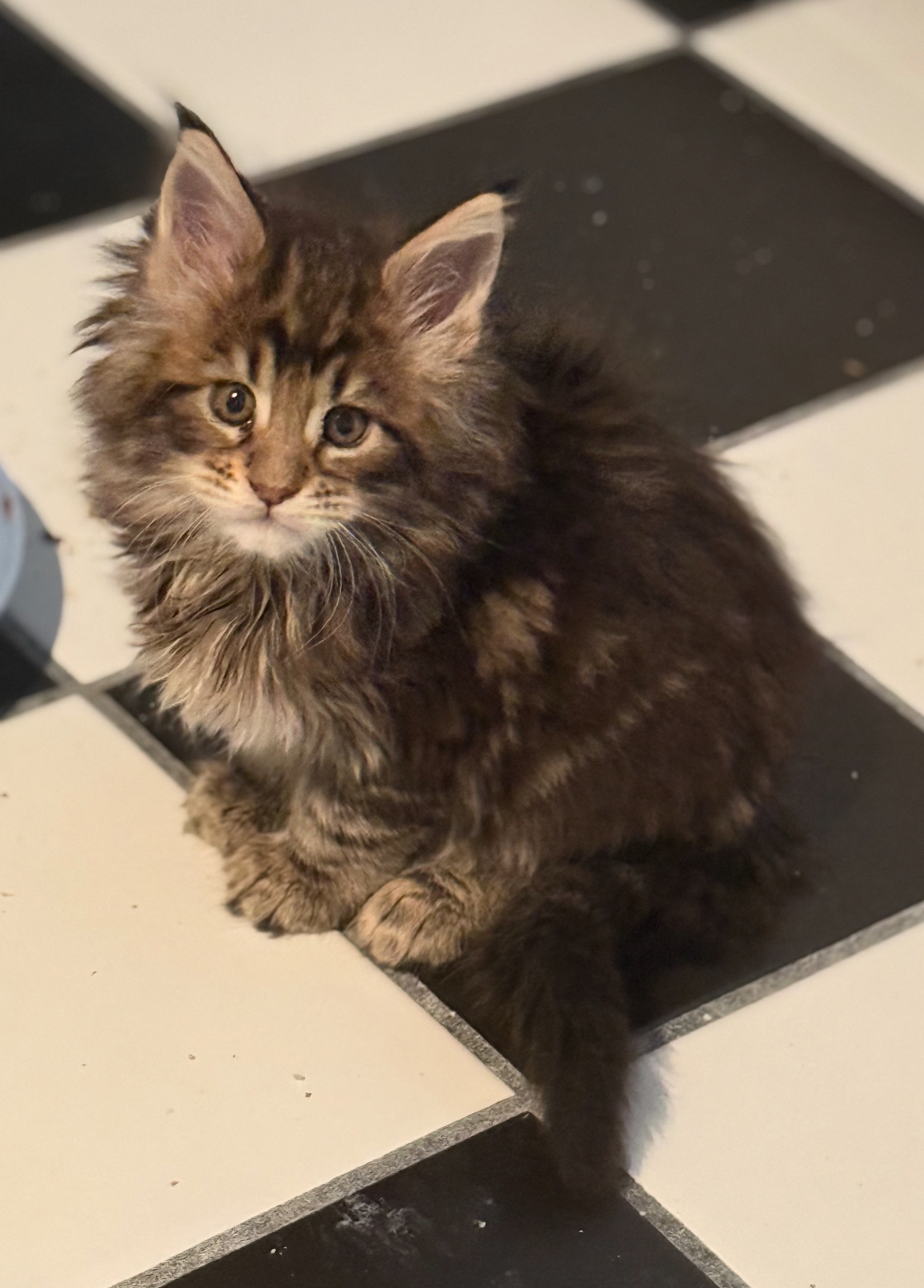 Adorable Maine Coon kittens with fluffy coats and tufted ears, ready for adoption at Empire Maine Coons – TICA-registered breeder.