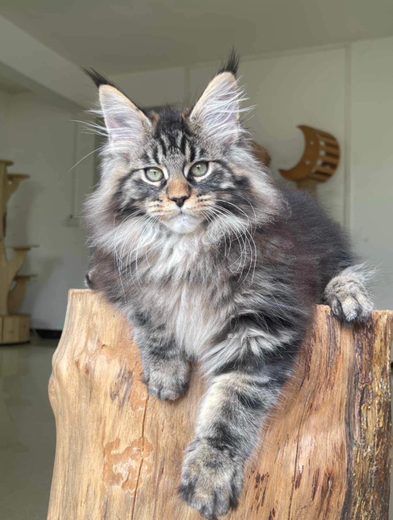 Maine Coon Kittens for Sale