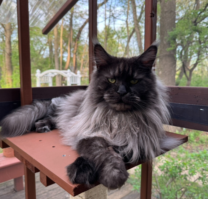 Maine Coon Cat Male