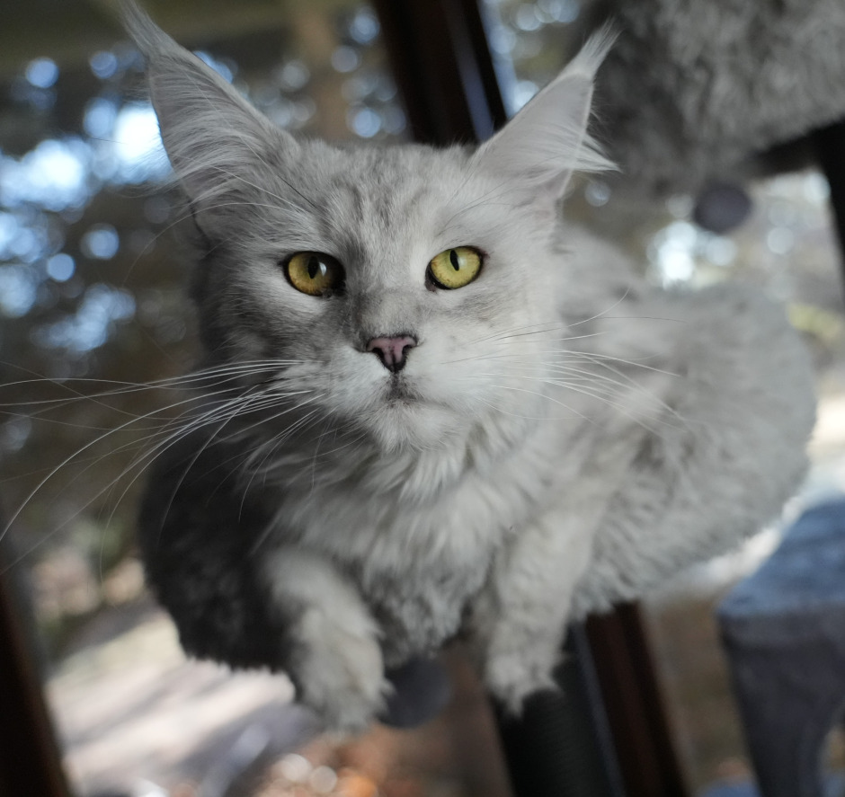 King Poseidon, a majestic shaded silver Maine Coon king at Empire Maine Coons, known for his luxurious coat, strong European lineage, and TICA-registered pedigree.