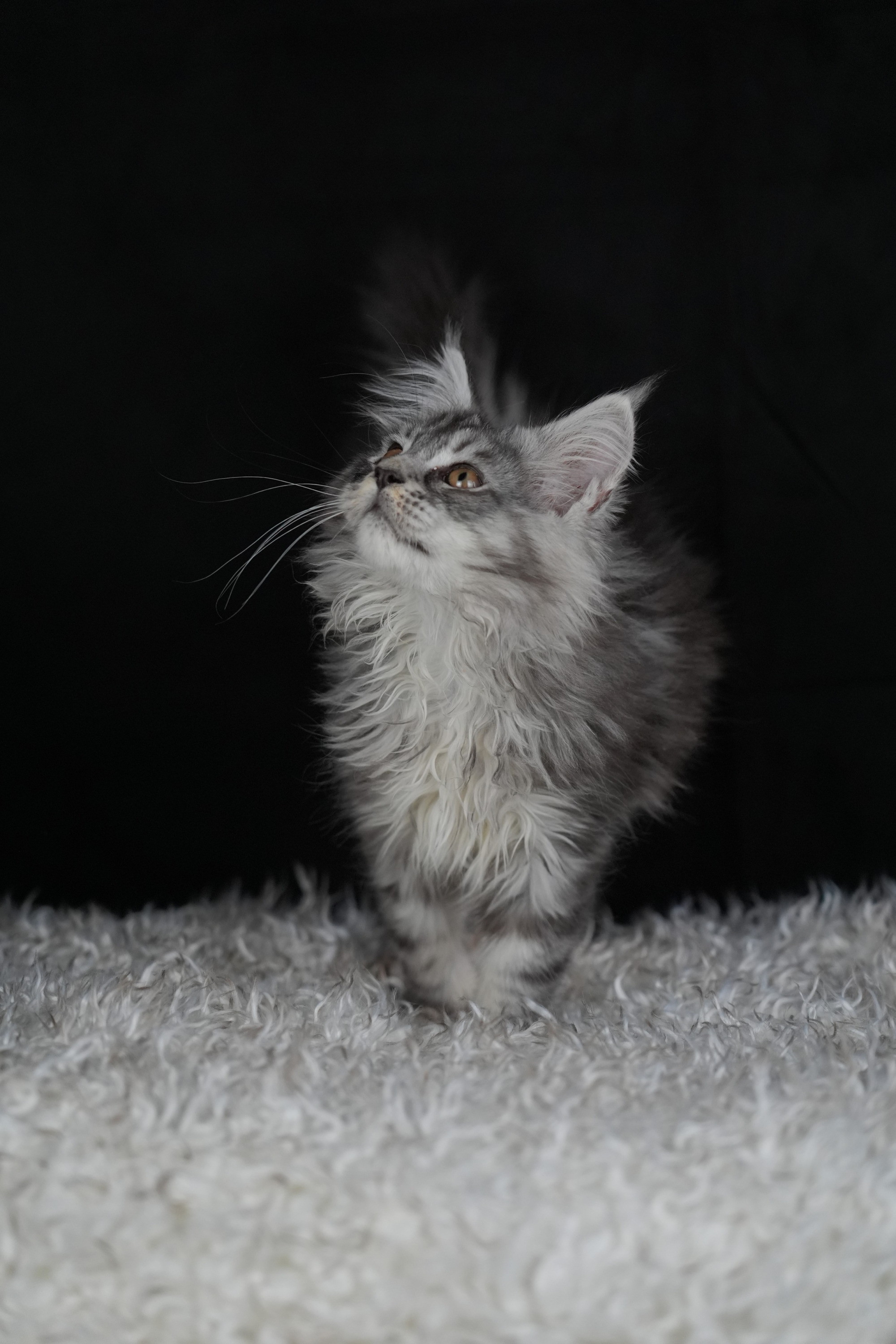 Silver-shaded Maine Coon kitten with golden eyes lounging on a plush cat bed – available for adoption in Wisconsin, Illinois, and Minnesota.