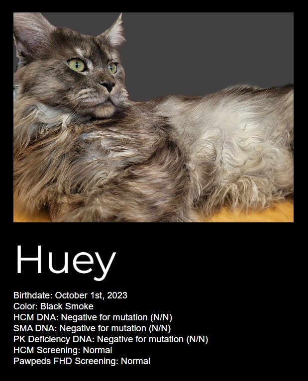 Black Tabby Maine Coon, Sidous.