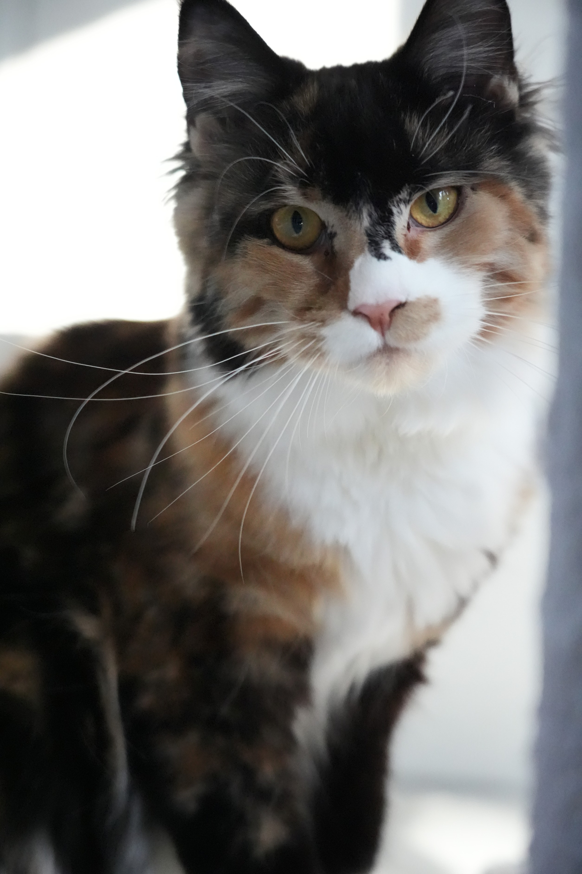 Empire Maine Coons' available kittens, raised in a loving environment with health guarantees – ethical Maine Coon breeder USA.