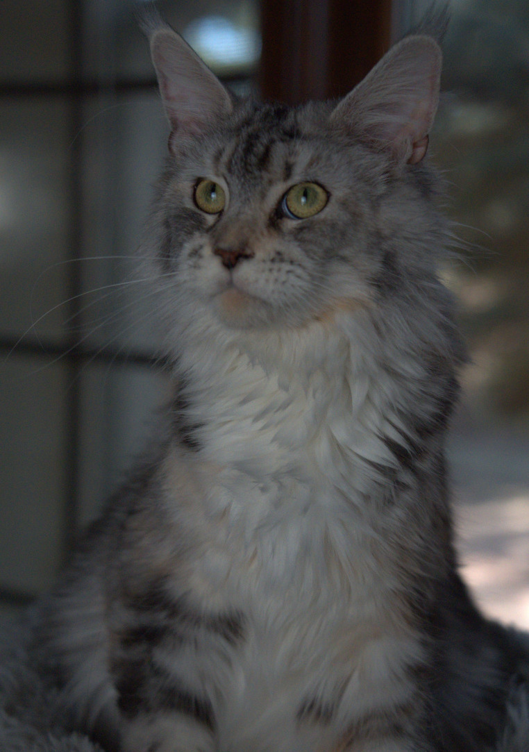 Suki, a loving silver Maine Coon queen with yellow eyes, known for her gentle temperament and affectionate Maine Coon kittens.