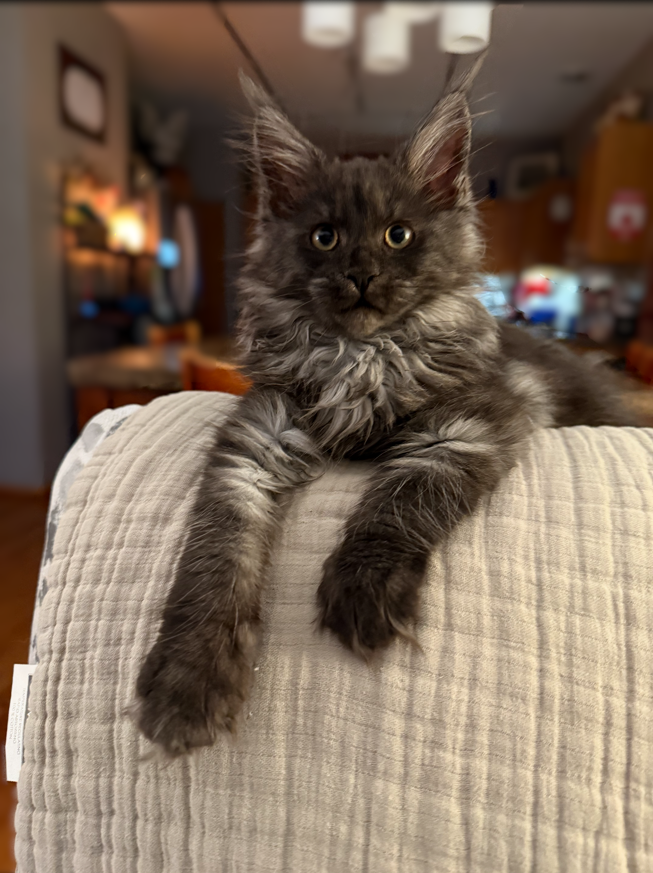 Classic tabby Maine Coon kitten with a fluffy tail, climbing a cat tree – available at Empire Maine Coons, ethical Maine Coon breeder USA.