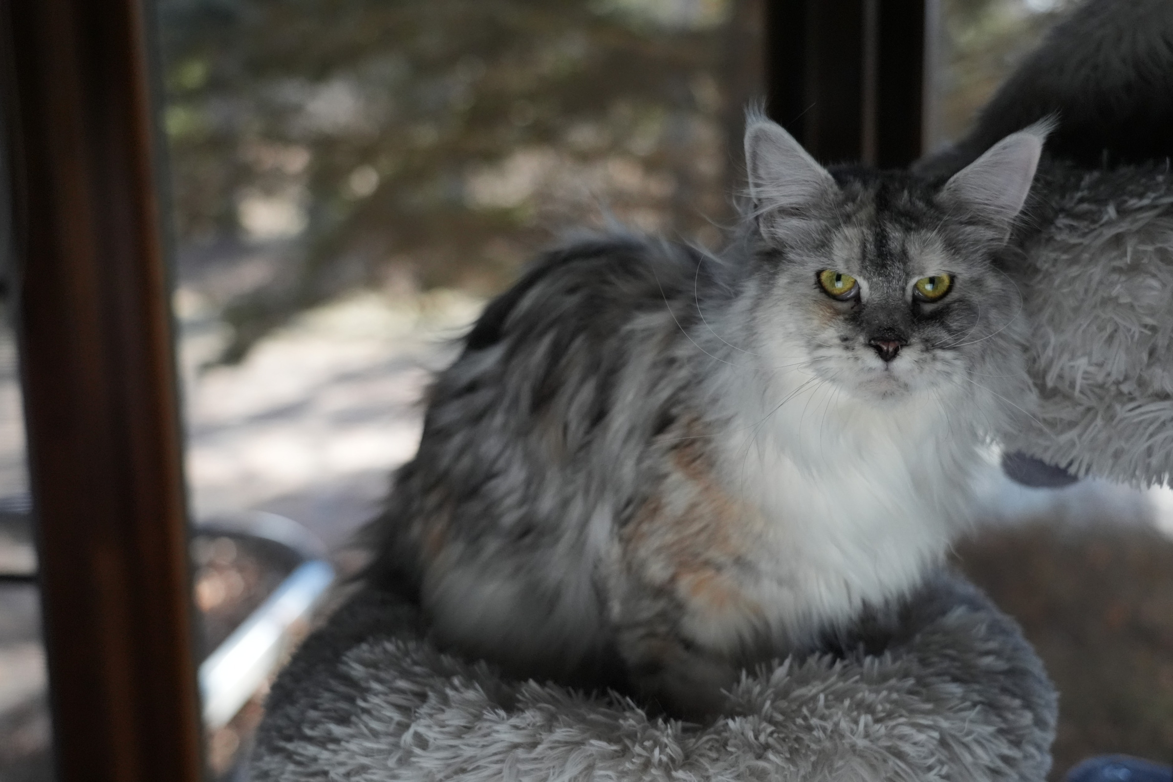 Empire Maine Coons kittens, bred for size, temperament, and health, ready for their forever homes – trusted Maine Coon cattery.