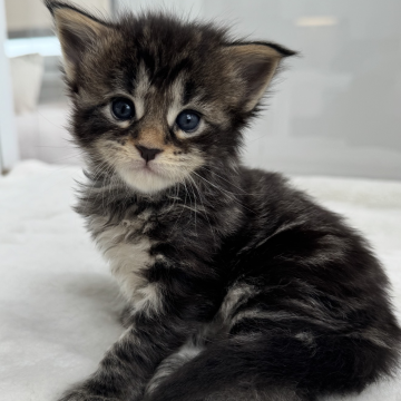 Kitten #2 (Female)
