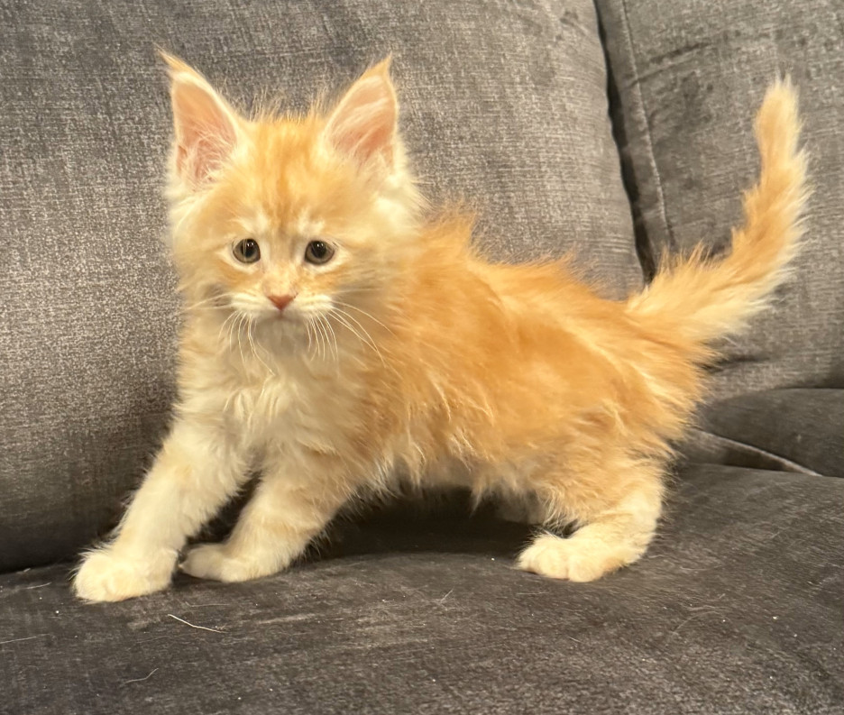 Beautiful red Maine Coon kitten with tufted ears and long whiskers, looking for a loving home – Maine Coon kittens for sale near Iowa and Michigan.