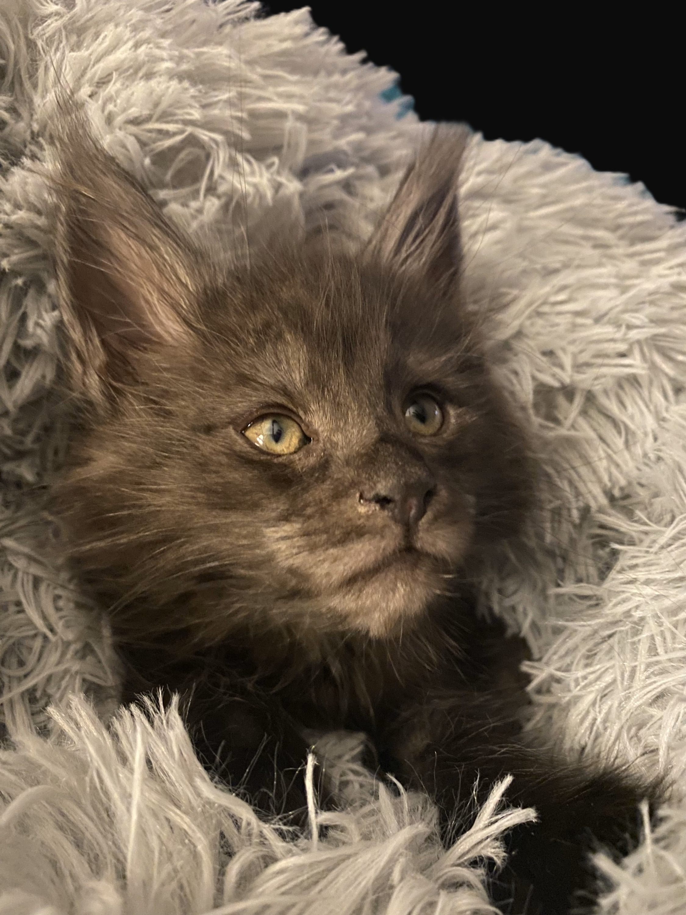 Playful Maine Coon kitten chasing a feather toy, showcasing their energetic and affectionate nature – Maine Coon kittens near Illinois.