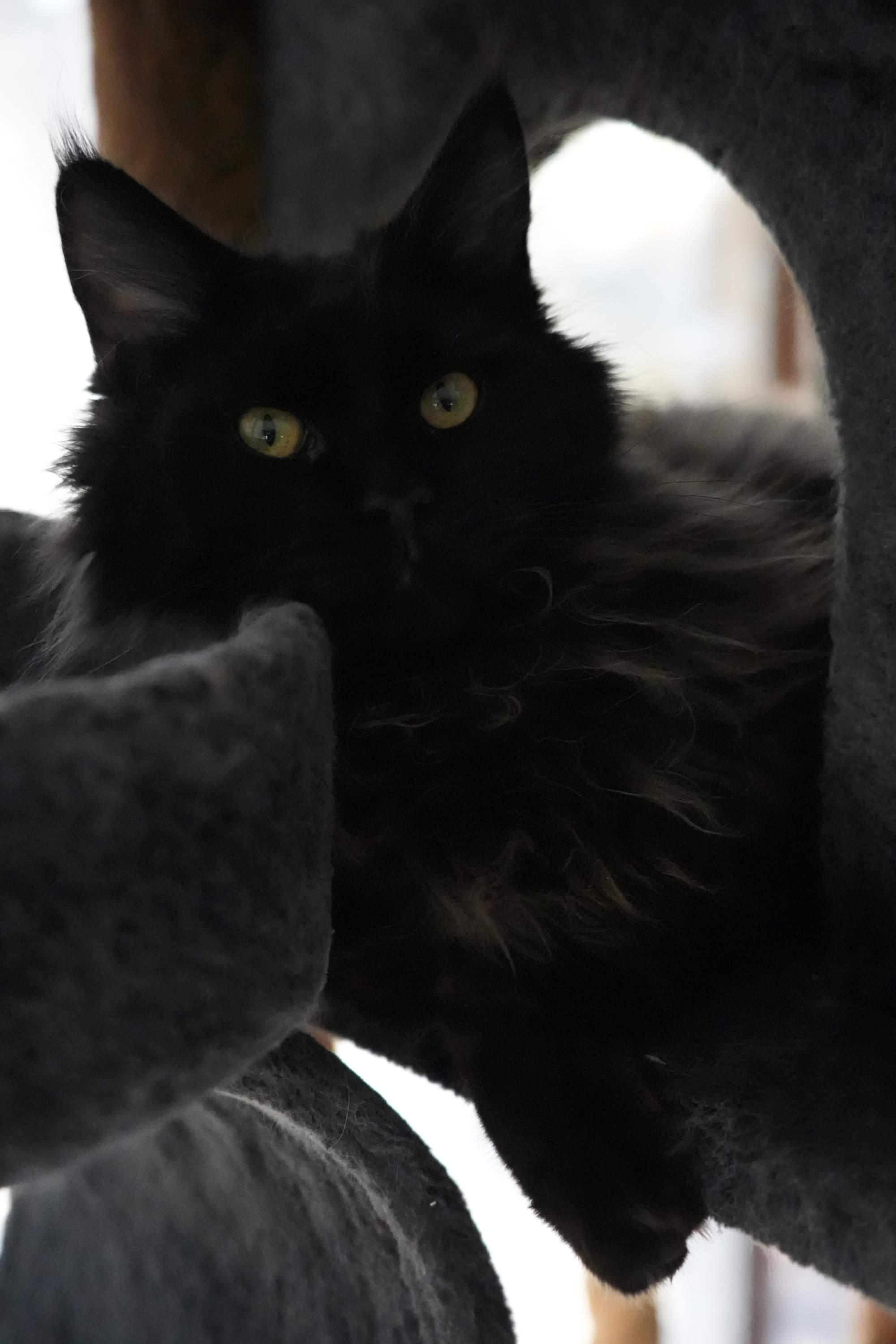 Silver-shaded Maine Coon kitten with golden eyes lounging on a plush cat bed – available for adoption in Wisconsin, Illinois, and Minnesota.