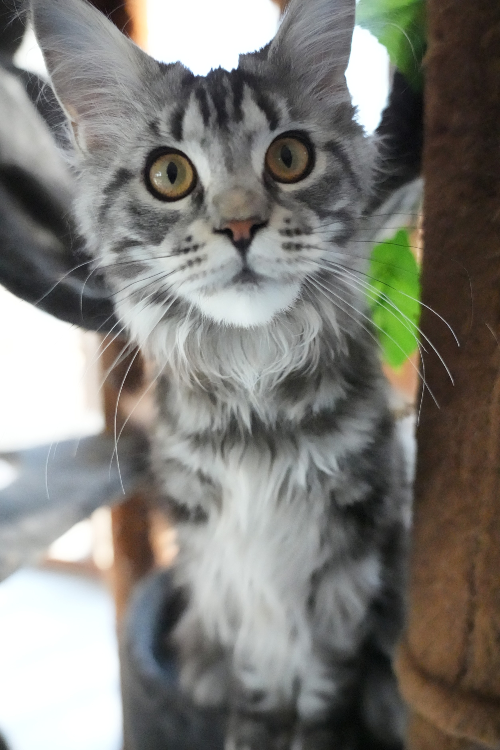 Healthy Maine Coon kitten with a bushy tail and lynx-like ear tufts, available for adoption near Chicago, IL – TICA-registered cattery.