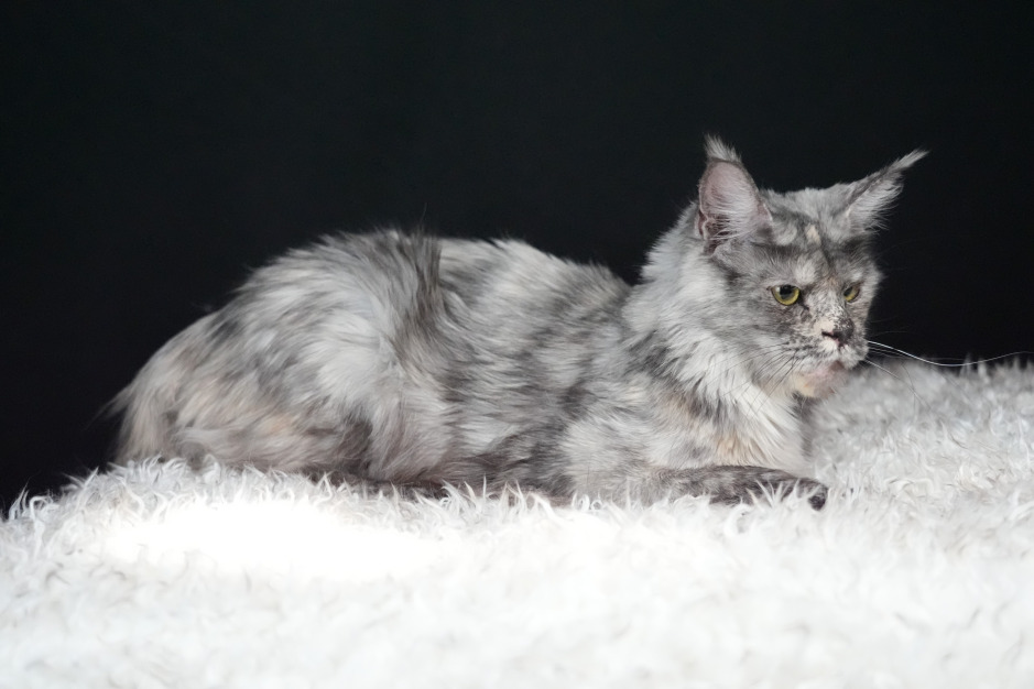 Silver-shaded Maine Coon queen, Zafrika, known for producing large, fluffy kittens with strong European Maine Coon lineage.