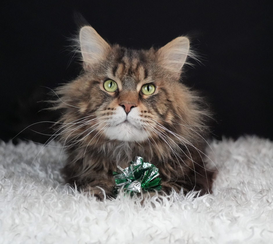 King Danny, a powerful classic tabby Maine Coon stud with bold markings, a thick ruff, and a playful yet regal temperament—TICA-registered at Empire Maine Coons.